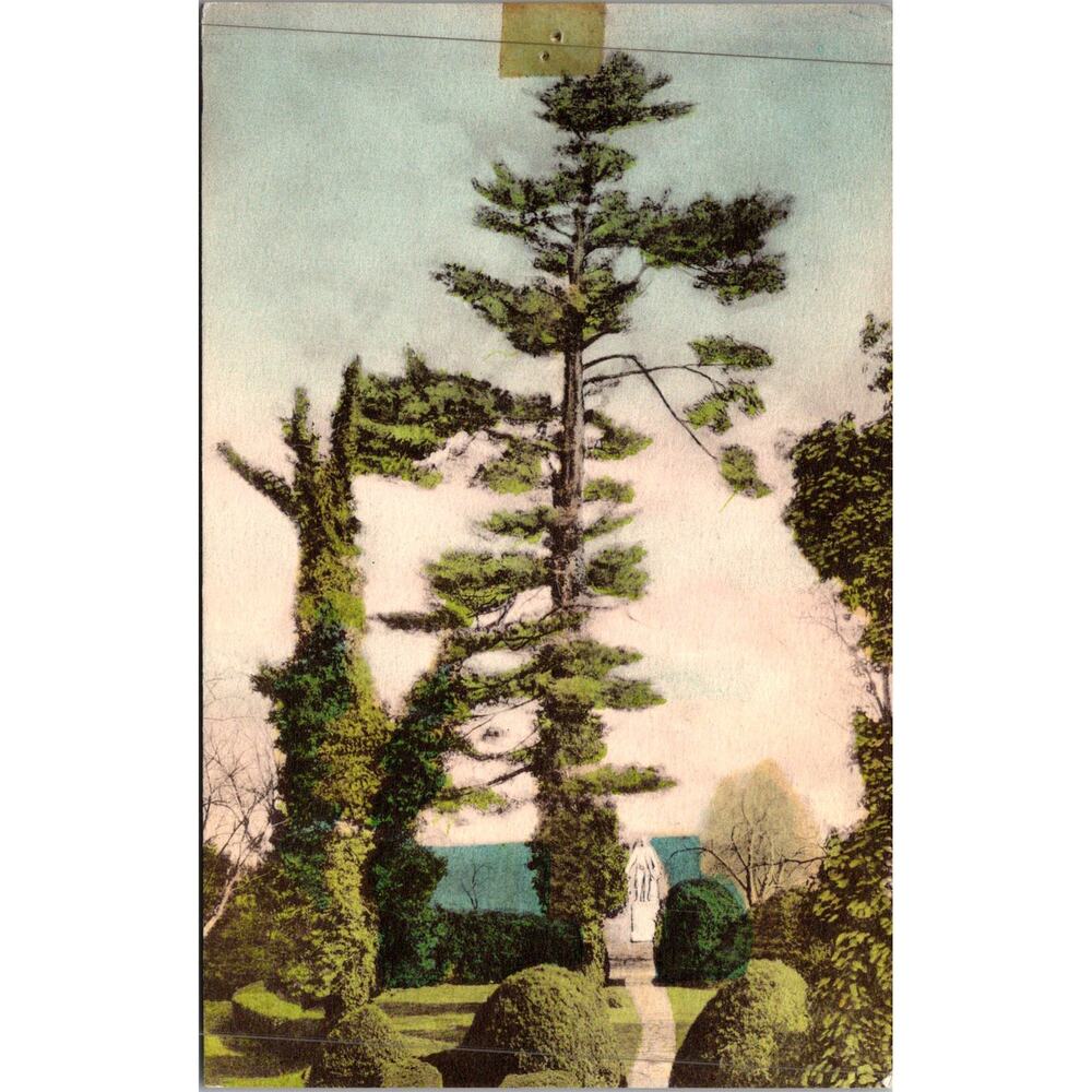Norway Pine Brought From Europe Home of James Monroe Vintage Postcard SP17-17